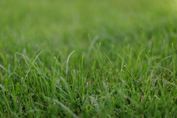 green grass lawns