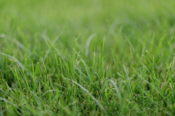 grass lawns