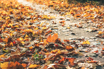 fallen maple leaves on the sidewalk, Pile of fallen leaves in a yard.
