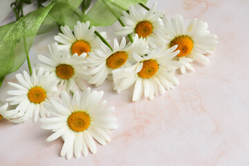 Fototapeta na wymiar postcard mockup. bouquet of white daisies on a white background. congratulation. invitation