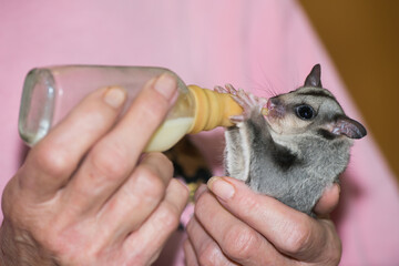 A young, orphaned Squirrel Glider has a feed at a wildlife hospital in north Queensland, Australia.