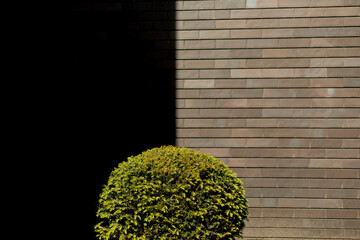 brick wall and a decorative plant and black blank