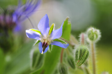 夏の庭に咲く薄紫色のボリジ