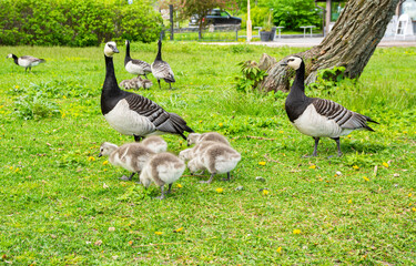 Family of Barnacle geese with with ducklings eating the grass in Kaivopuisto Park, Helsinki, Finland