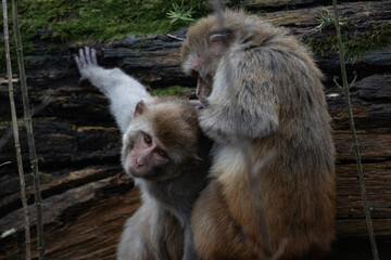 mother and baby monkey