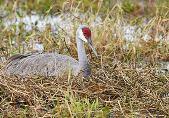 Fototapeta premium Sandhill Crane