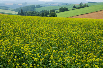 花が満開の夏のキガラシ畑