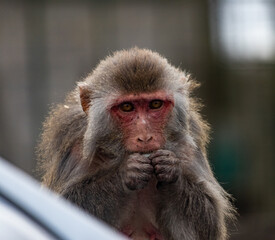 monkey chewing on a car