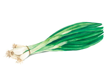 Obraz na płótnie Canvas Watercolor green onion. Raster vegetable illustration for a cookbook, ingredients of recipes, advertising, cards for children and botanical magazines. Natural and organic agriculture.