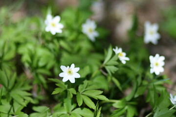 wild flowers in the spring forest