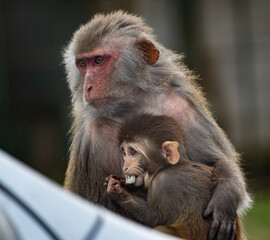 mother and baby monkey