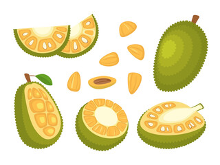 Cartoon Color Whole, Half and Pieces Fresh Jackfruit Set. Vector