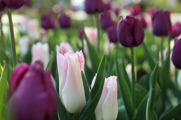 Beautiful blooming tulips outdoors on spring day