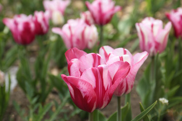 Beautiful blooming tulips outdoors on spring day