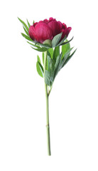 Obraz premium Beautiful red peony with leaves isolated on white