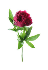 Fototapeta premium Beautiful red peony with leaves isolated on white