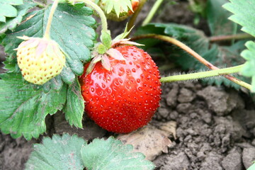 beautiful strawberry berry in the garden