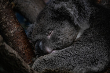 koala in tree © Ben
