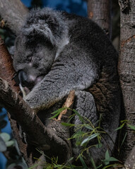 koala in tree