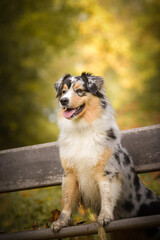 Australian shepherd is sitting on bench. It is autumn atmosphere and she is so fluffy.