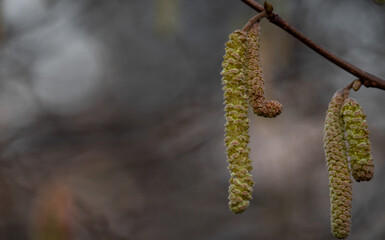 willow branches with catkins
