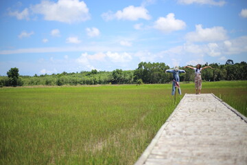 Fototapeta na wymiar A woman standing on a wooden bridge in a rice field