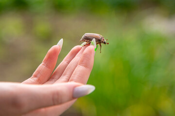 cockchafer on a female finger, soft green background.