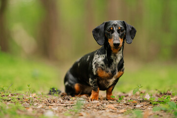 black marble dachshund against the background of a blurry summer or spring forest close up look at...