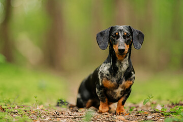 black marble dachshund against the background of a blurry summer or spring forest close up look at...