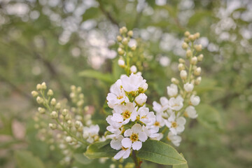 White summer bird-cherry flowers on a light green blurred background.