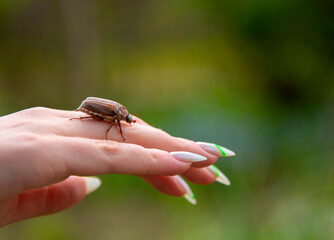 cockchafer on a female finger, soft green background.
