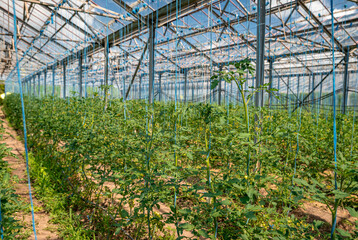 greenhouse on the farm for growing organic vegetables