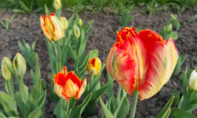 Beautiful bright colorful tulip close-up