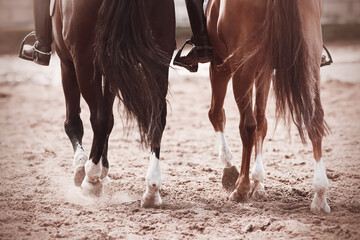 A monochrome image of two horses with riders in their saddles, who step hooves on the sand, raising...