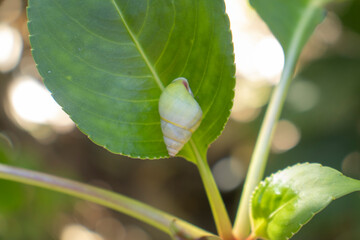 The snail on green leaf tree.