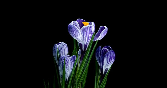 Timelapse of several violet crocuses flowers grow, blooming and fading on black background