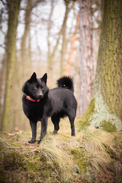 Young female of schipperke is sitting in nature. She is so patient model, she loves it.