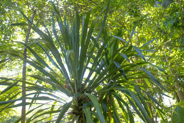 Obraz na płótnie Canvas palm tree in the sun