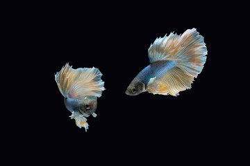 Two dancing blue yellow halfmoon betta siamense fighting fish isolated on black color background