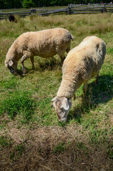 two sheep grazing in the grass at the Acadian Village, New Brunswick, Canada- Travel Destination