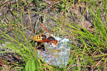 wasp admires its reflection on mirror foil