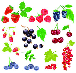 hand drawn set of red and black juicy fruit and berries with green leaves - cherry, blackcurrant, strawberry, wild strawberry, blueberry, blackberry, raspberry, redcurrant - flat vector illustration