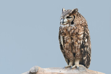 Spotted eagle owl (Bubo africanus) isolated on blue background