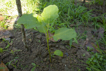Eggplant sapling in the garden.