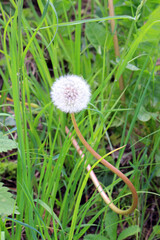 spring dandelion bloom in the garden