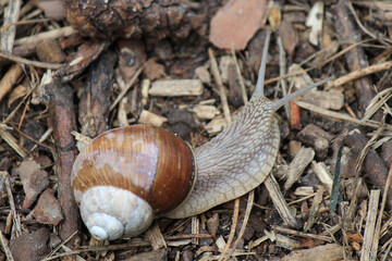  large snail