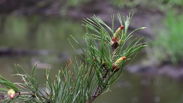 Young cones on a Pine tree with a creek at background.