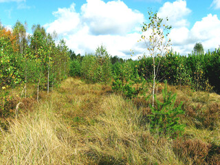 Obraz premium beautiful forest landscape on a Sunny summer day