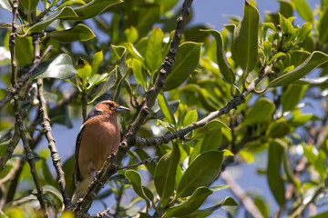 chaffinch on a branch