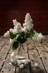 Lilak pospolity (Syringa vulgaris) © Artur